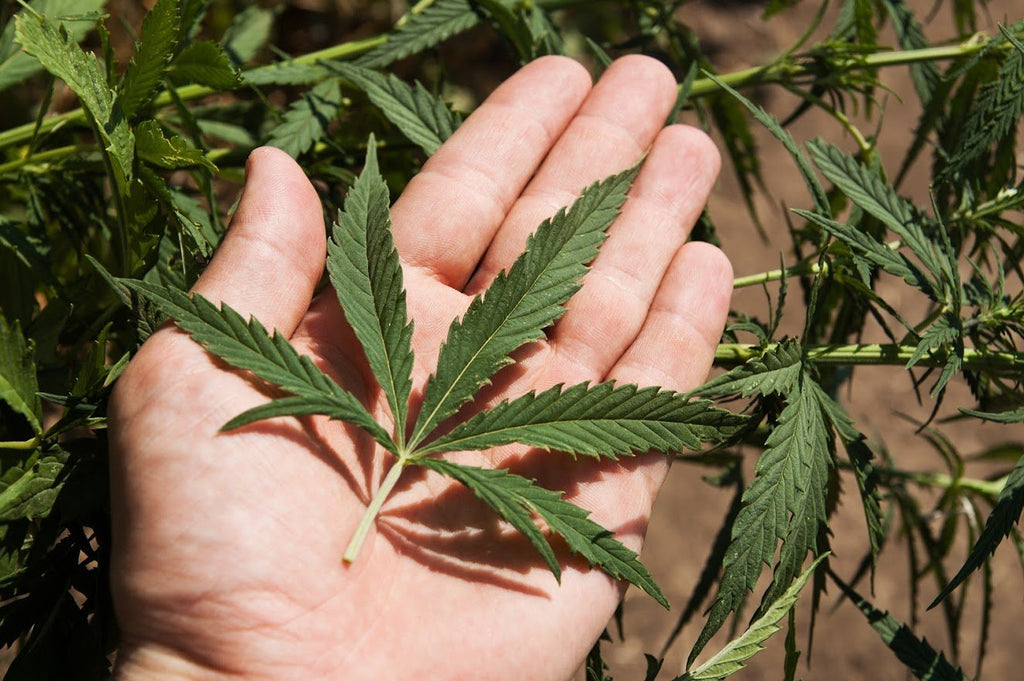 Frequently Asked Questions About Delta-8-THC